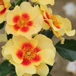 Kép 2/3 - Rosa 'Eye of the Tiger' - sárga - virágágyi floribunda rózsa