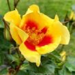 Rosa 'Eye of the Tiger' - sárga - virágágyi floribunda rózsa