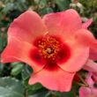 Kép 1/3 - Rosa 'For Your Eyes Only' - rózsaszín - virágágyi floribunda rózsa