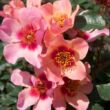 Rosa 'For Your Eyes Only' - rózsaszín - virágágyi floribunda rózsa