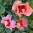 Kép 3/3 - Rosa 'For Your Eyes Only' - rózsaszín - virágágyi floribunda rózsa