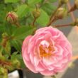 Rosa 'Little Rambler' - rózsaszín - climber, futó rózsa