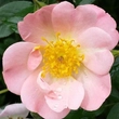 Kép 1/3 - Rosa 'Open Arms' - rózsaszín - climber, futó rózsa