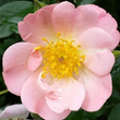 Kép 1/3 - Rosa 'Open Arms' - rózsaszín - climber, futó rózsa