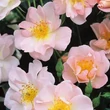 Kép 2/3 - Rosa 'Open Arms' - rózsaszín - climber, futó rózsa