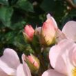 Rosa 'Open Arms' - rózsaszín - climber, futó rózsa