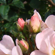 Kép 3/3 - Rosa 'Open Arms' - rózsaszín - climber, futó rózsa