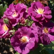 Kép 2/3 - Rosa 'Rhapsody in Blue ™' - lila - virágágyi floribunda rózsa