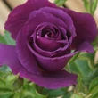 Kép 3/3 - Rosa 'Rhapsody in Blue ™' - lila - virágágyi floribunda rózsa