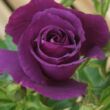 Rosa 'Rhapsody in Blue ™' - lila - virágágyi floribunda rózsa