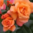 Rosa 'Scent From Heaven' - narancssárga - climber, futó rózsa