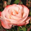 Kép 1/3 - Rosa 'Auf die Freundschaft ®' - fehér - piros - virágágyi floribunda rózsa