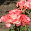 Kép 2/3 - Rosa 'Auf die Freundschaft ®' - fehér - piros - virágágyi floribunda rózsa