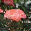 Kép 3/3 - Rosa 'Auf die Freundschaft ®' - fehér - piros - virágágyi floribunda rózsa