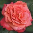 Kép 2/3 - Rosa 'Feurio ®' - narancssága - rózsaszín - virágágyi floribunda rózsa