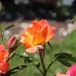 Kép 3/3 - Rosa 'Feurio ®' - narancssága - rózsaszín - virágágyi floribunda rózsa