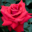 Kép 1/3 - Rosa 'Grande Amore ®' - piros - teahibrid rózsa