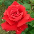 Kép 2/3 - Rosa 'Grande Amore ®' - piros - teahibrid rózsa