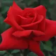 Kép 3/3 - Rosa 'Grande Amore ®' - piros - teahibrid rózsa
