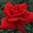 Rosa 'Grande Amore ®' - piros - teahibrid rózsa