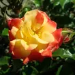 Kép 1/3 - Rosa 'Firebird ®' - sárga - piros - virágágyi floribunda rózsa