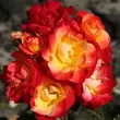 Kép 2/3 - Rosa 'Firebird ®' - sárga - piros - virágágyi floribunda rózsa