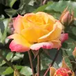 Kép 3/3 - Rosa 'Firebird ®' - sárga - piros - virágágyi floribunda rózsa