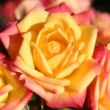 Kép 1/3 - Rosa 'Little Sunset ®' - sárga - piros - törpe - mini rózsa