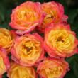 Kép 2/3 - Rosa 'Little Sunset ®' - sárga - piros - törpe - mini rózsa