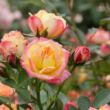 Rosa 'Little Sunset ®' - sárga - piros - törpe - mini rózsa