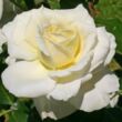 Rosa 'La Perla ®' - fehér - teahibrid rózsa