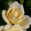 Rosa 'La Perla ®' - fehér - teahibrid rózsa