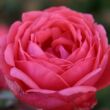 Kép 1/3 - Rosa 'Gartenprinzessin Marie-José ®' - rózsaszín - virágágyi floribunda rózsa