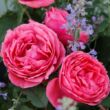 Kép 2/3 - Rosa 'Gartenprinzessin Marie-José ®' - rózsaszín - virágágyi floribunda rózsa