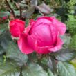 Rosa 'Gartenprinzessin Marie-José ®' - rózsaszín - virágágyi floribunda rózsa