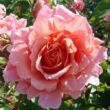 Kép 1/3 - Rosa 'Alibaba ®' - rózsaszín - climber, futó rózsa