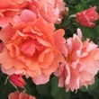 Kép 2/3 - Rosa 'Alibaba ®' - rózsaszín - climber, futó rózsa