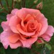 Kép 3/3 - Rosa 'Alibaba ®' - rózsaszín - climber, futó rózsa
