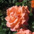 Kép 2/3 - Rosa 'Bright Future' - narancssárga - climber, futó rózsa