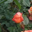 Kép 3/3 - Rosa 'Bright Future' - narancssárga - climber, futó rózsa