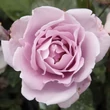Kép 1/3 - Rosa 'Blue Moon Cl.' - lila - climber, futó rózsa