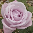 Kép 2/3 - Rosa 'Blue Moon Cl.' - lila - climber, futó rózsa