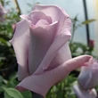 Kép 3/3 - Rosa 'Blue Moon Cl.' - lila - climber, futó rózsa