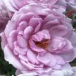 Kép 1/3 - Rosa 'Dream Lover' - rózsaszín - lila - törpe - mini rózsa