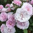 Rosa 'Dream Lover' - rózsaszín - lila - törpe - mini rózsa