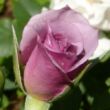 Rosa 'Dream Lover' - rózsaszín - lila - törpe - mini rózsa