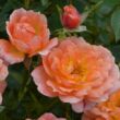 Rosa 'Fond Memories' - narancssárga - törpe - mini rózsa