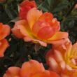 Rosa 'Fond Memories' - narancssárga - törpe - mini rózsa