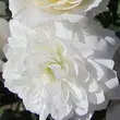 Kép 1/3 - Rosa 'Frothy' - fehér - törpe - mini rózsa