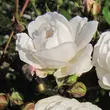 Kép 3/3 - Rosa 'Frothy' - fehér - törpe - mini rózsa
